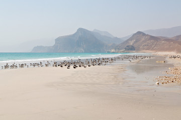 in oman coastline of salalah