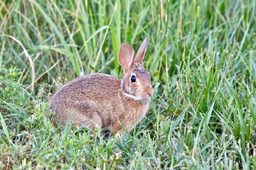 Eastern cottontail rabbit (Sylvilagus floridanus)