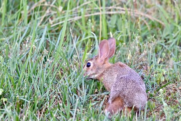Eastern cottontail rabbit (Sylvilagus floridanus)