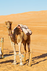 in oman empty quarter of desert a free dromedary