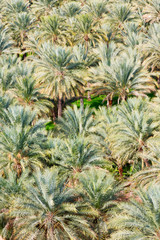 in oman garden and the cultivation of palm fruit from high