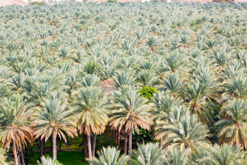 in oman garden and the cultivation of palm fruit from high