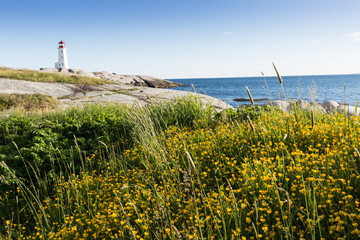 Buttercups and the ligthouse 
