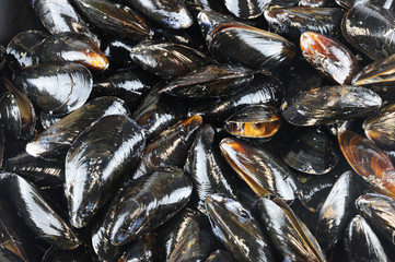 fresh raw mussel as seafood background