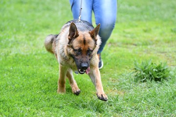 Dog breed German Shepherd