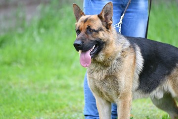 Dog breed German Shepherd