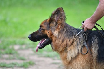 Dog breed German Shepherd
