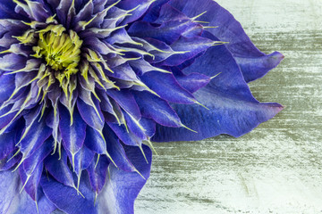 Blue clematis on a rustic wooden board