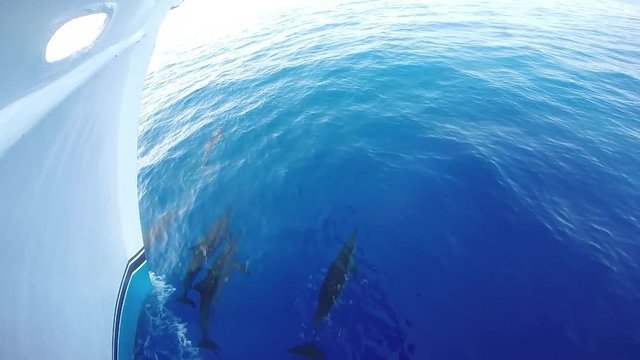 Dolphins surfing a boat wake and having playful fun in the Red Sea in Egypt