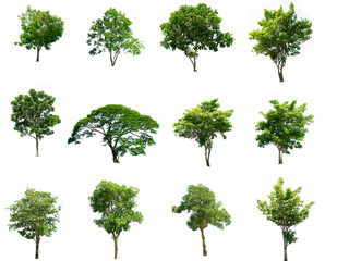 Collection trees of isolated on white background 