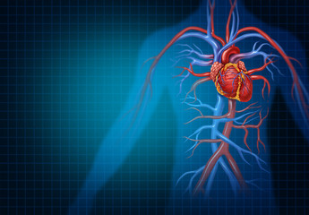 Cardiology And Cardiovascular Heart Concept - obrazy, fototapety, plakaty