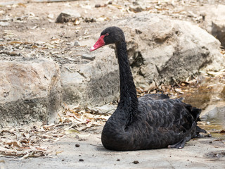 Obraz premium Black swan sits in afternoon on the shore of the reservoir