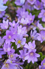 Hepatica nobilis purple flowers with green