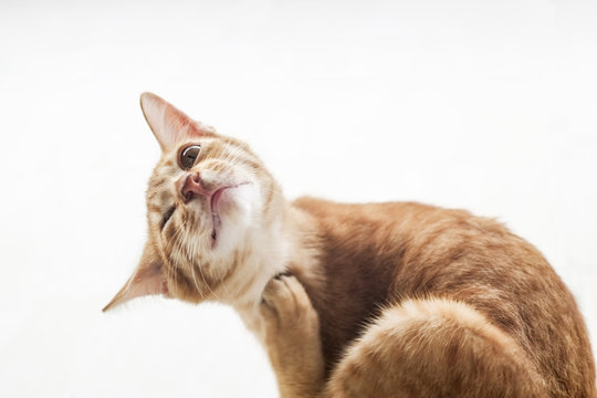 Closeup portrait of a one-eyed brown cat scratching itself