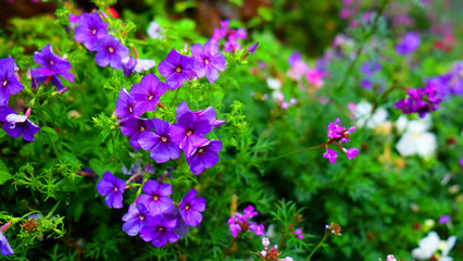 wild flower from botanical park background.