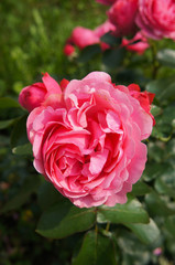 Pink floribunda rose in garden