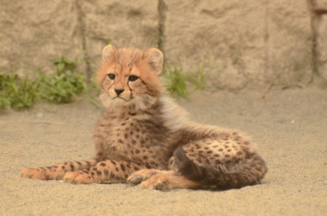 チーター