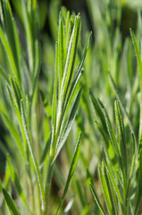 Galatella linosyris green plant in sunlight