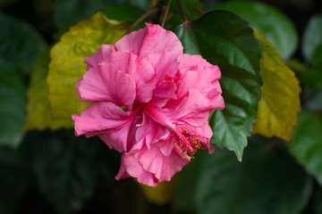 Hibiscus flower