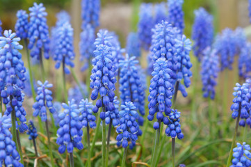 Many blue muscari flowers plant with green