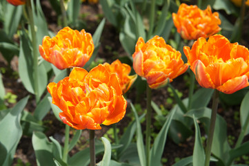 Beautiful many orange tulips flowers with green 