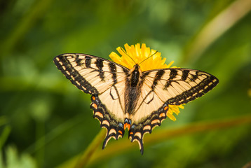 Fototapeta na wymiar Papilio machaon