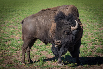 Bison with Tongue Out