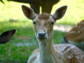 Biche