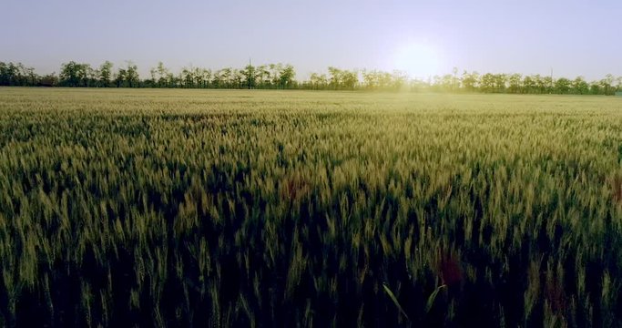 The sun is shining and letting wheat produce the nutrients