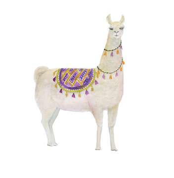 Watercolor painting white llama