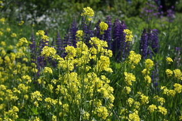 Fototapeta premium flower