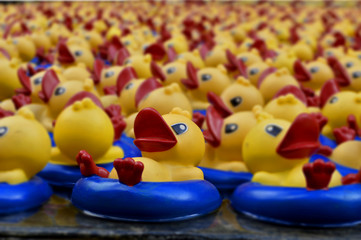 muchos patito de hule relajado verano desenfoque colores piscina pato goma