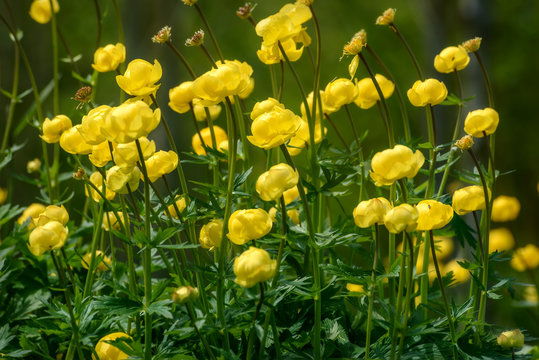 Fototapeta yellow flowers Trollius europaeus grass