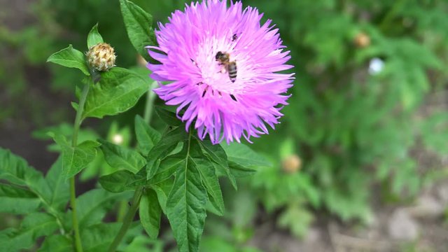 little bug sitting on a purple flower.
