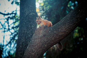 a squirrel with a nut