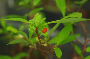 Erythroxylum coca, coca bush in a flowerpot in a tropical greenhouse, science research, ripe red fruit, leaves, extraction alkaloids, South America, Czech Republic, Europe, EU