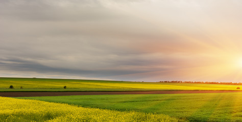 Flowering rapeseed