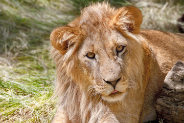 Fototapeta na wymiar animal young lion lying on the grass