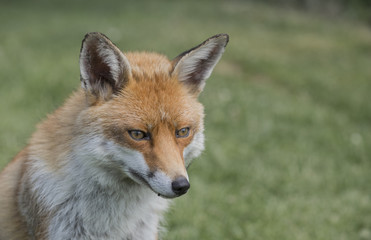 fox