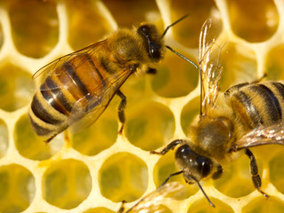 Bees build honeycombs