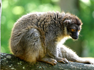 Maki de Mayotte