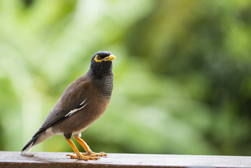 Portrait hill mynah, Gracula religiosa bird, the most intelligent birds in the world.