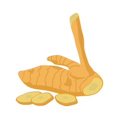 Galangal flat design, Galangal isolated on white background.