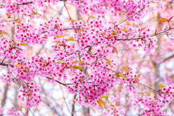 Pink flower, Wild Himalayan cherry blooming (Prunus cerasoides)