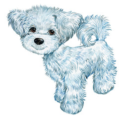 dog is a Maltese .illustration watercolor