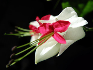 Fototapeta na wymiar White flowers with red buds on a dark background