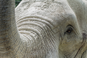 Afrikanischer Elefant

