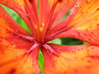 Lily flower with red orange petals close up