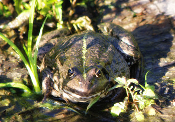 Toad sitting on the ground in the grass