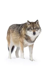 Crédence de cuisine en verre imprimé Loup Gray wolf in winter